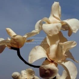 Магнолия Леда (Magnolia Leda) ФОТО (4)
