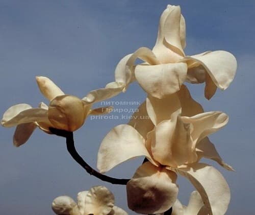 Магнолія Леда (Magnolia Leda) ФОТО (4)