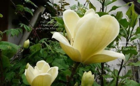 Магнолия Лоис (Magnolia Lois) ФОТО (1)