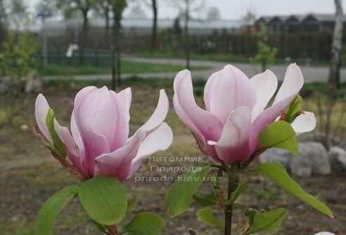 Магнолия Серене (Magnolia Serene) ФОТО (1)