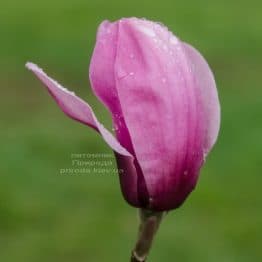 Магнолия Серене (Magnolia Serene) ФОТО (2)