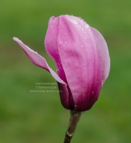 Магнолія Серене (Magnolia Serene) ФОТО (2)