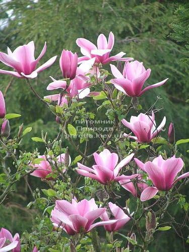 Магнолия Серене (Magnolia Serene) ФОТО (3)