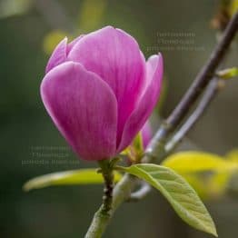 Магнолія Світ Валентине (Magnolia Sweet Valentine) ФОТО (1)