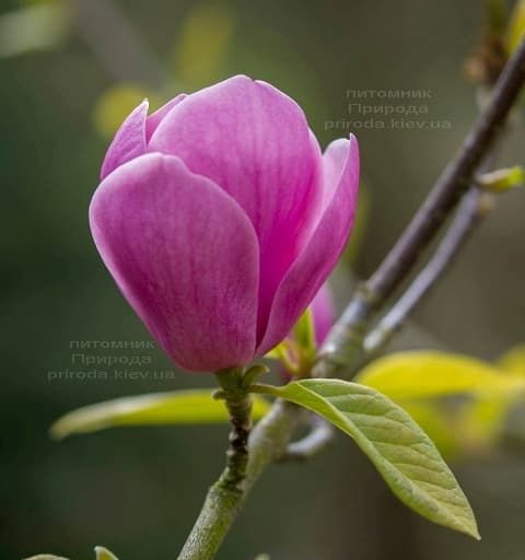 Магнолія Світ Валентине (Magnolia Sweet Valentine) ФОТО (1)