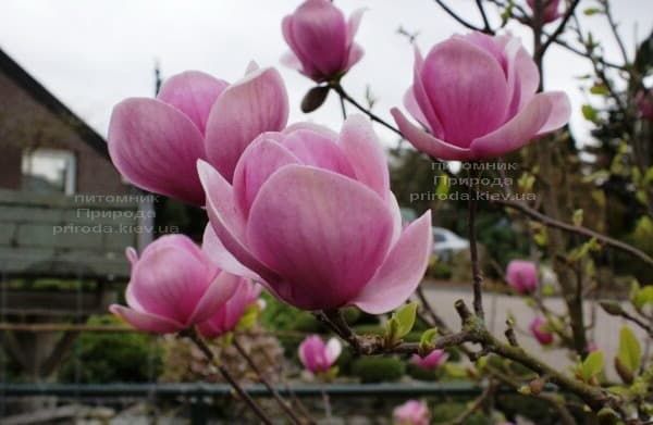 Магнолія Світ Валентине (Magnolia Sweet Valentine) ФОТО (2)