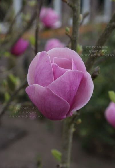 Магнолія Світ Валентине (Magnolia Sweet Valentine) ФОТО (3)