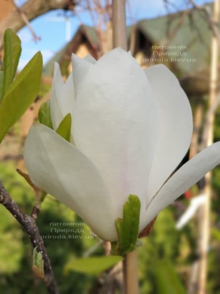 Магнолія Суланжа Альба Суперба (Magnolia soulangeana Alba Superba) ФОТО Розплідник рослин Природа (10)