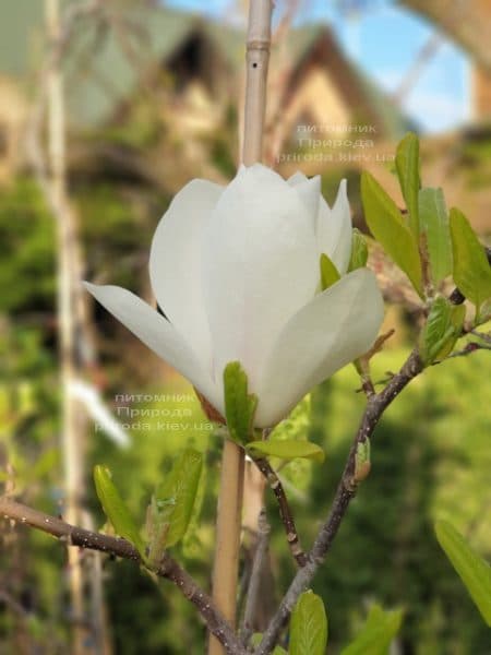 Магнолія Суланжа Альба Суперба (Magnolia soulangeana Alba Superba) ФОТО Розплідник рослин Природа (11)