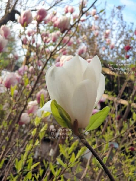 Магнолия Суланжа Альба Суперба (Magnolia soulangeana Alba Superba) ФОТО Питомник растений Природа (12)