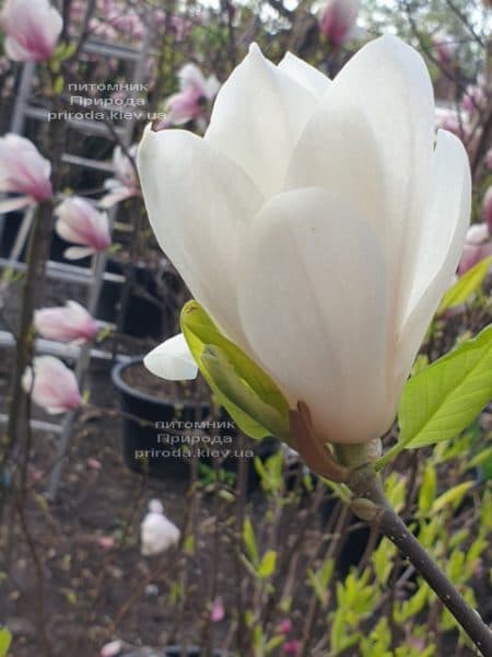 Магнолія Суланжа Альба Суперба (Magnolia soulangeana Alba Superba) ФОТО Розплідник рослин Природа (13)
