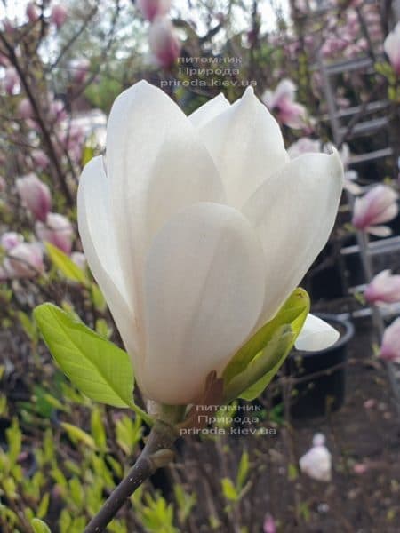 Магнолия Суланжа Альба Суперба (Magnolia soulangeana Alba Superba) ФОТО Питомник растений Природа (14)