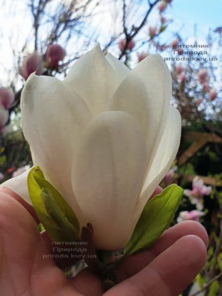 Магнолия Суланжа Альба Суперба (Magnolia soulangeana Alba Superba) ФОТО Питомник растений Природа (15)