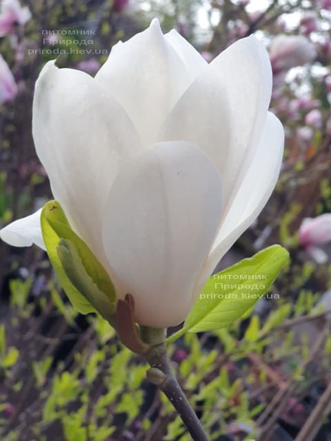 Магнолія Суланжа Альба Суперба (Magnolia soulangeana Alba Superba) ФОТО Розплідник рослин Природа (16)