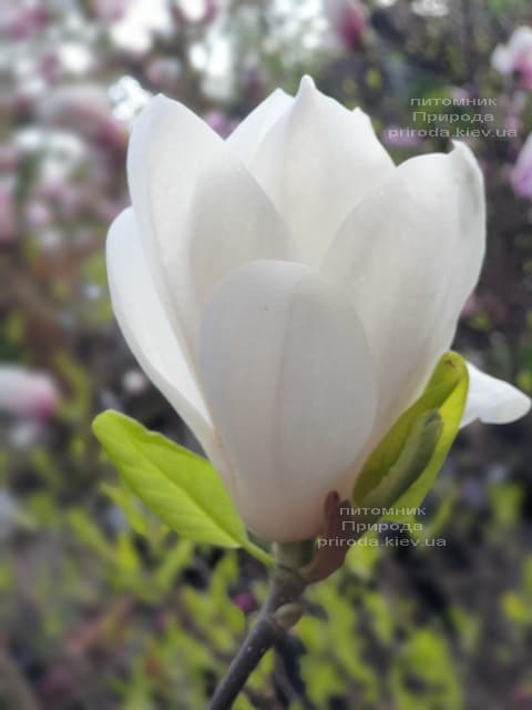 Магнолия Суланжа Альба Суперба (Magnolia soulangeana Alba Superba) ФОТО Питомник растений Природа (17)
