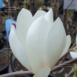 Магнолія Суланжа Альба Суперба (Magnolia soulangeana Alba Superba) ФОТО Розплідник рослин Природа (7)