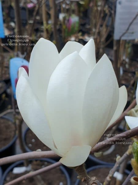 Магнолия Суланжа Альба Суперба (Magnolia soulangeana Alba Superba) ФОТО Питомник растений Природа (7)