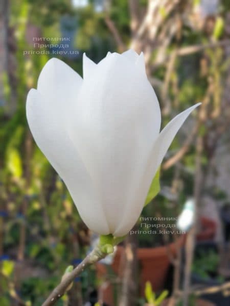 Магнолія Суланжа Альба Суперба (Magnolia soulangeana Alba Superba) ФОТО Розплідник рослин Природа (8)