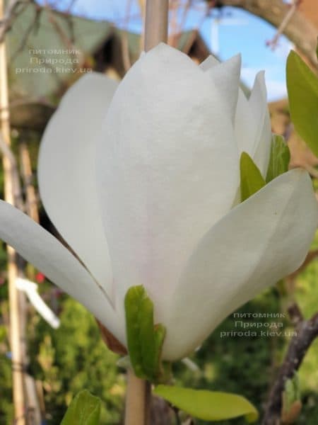 Магнолія Суланжа Альба Суперба (Magnolia soulangeana Alba Superba) ФОТО Розплідник рослин Природа (9)