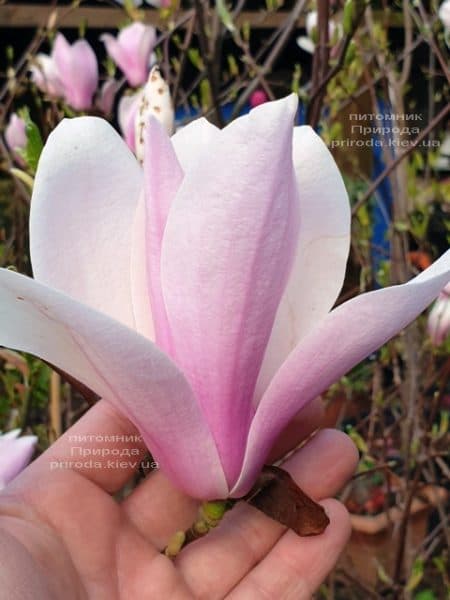 Магнолия Суланжа Андре Лерой (Magnolia Andre Leroy) ФОТО Питомник растений Природа (1)