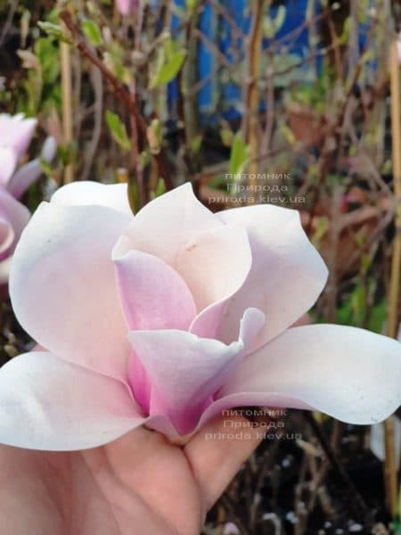 Магнолія Суланжа Андре Лерой (Magnolia Andre Leroy) ФОТО Розплідник рослин Природа (2)