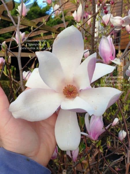 Магнолия Суланжа Андре Лерой (Magnolia Andre Leroy) ФОТО Питомник растений Природа (6)