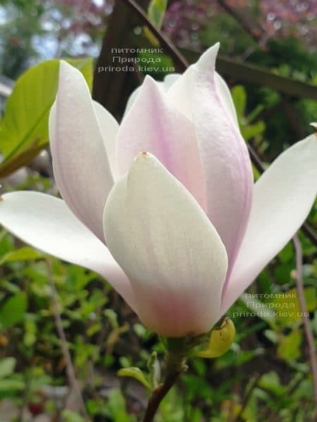 Магнолия Суланжа Андре Лерой (Magnolia Andre Leroy) ФОТО Питомник растений Природа (7)