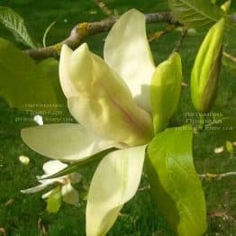 Магнолия Банана Сплит (Magnolia Banana Split) ФОТО