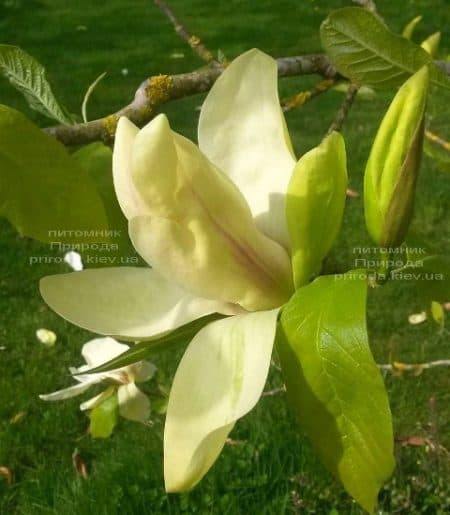 Магнолия Банана Сплит (Magnolia Banana Split) ФОТО