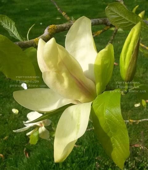 Магнолия Банан Сплит (Magnolia Banana Split) ФОТО
