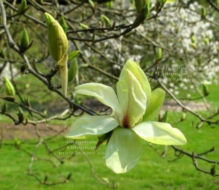 Магнолия Банана Сплит (Magnolia Banana Split) ФОТО