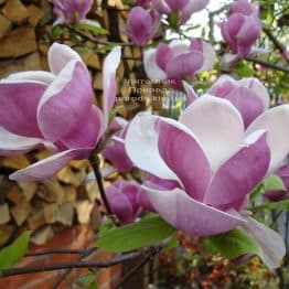 Магнолія Суланжа Біг Пінк (Magnolia Big Pink) ФОТО (2)