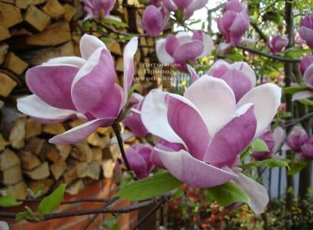 Магнолия Суланжа Биг Пинк (Magnolia Big Pink) ФОТО (2)