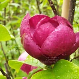 Магнолия Блэк Сван (Magnolia Black Swan) ФОТО Питомник растений Природа