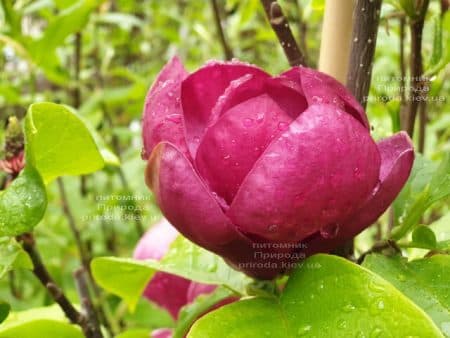 Магнолия Блэк Сван (Magnolia Black Swan) ФОТО Питомник растений Природа