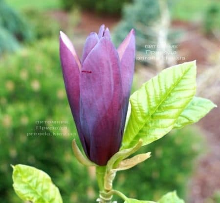 Магнолия бруклинская Блэк Бьюти (Magnolia brooklynensis Black Beauty) ФОТО (1)