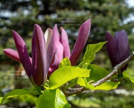 Магнолія бруклінська Блек Бьюті (Magnolia brooklynensis Black Beauty) ФОТО (2)