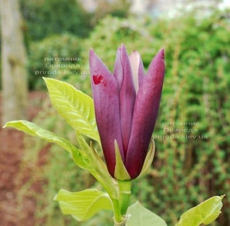 Магнолія бруклінська Блек Бьюті (Magnolia brooklynensis Black Beauty) ФОТО (3)