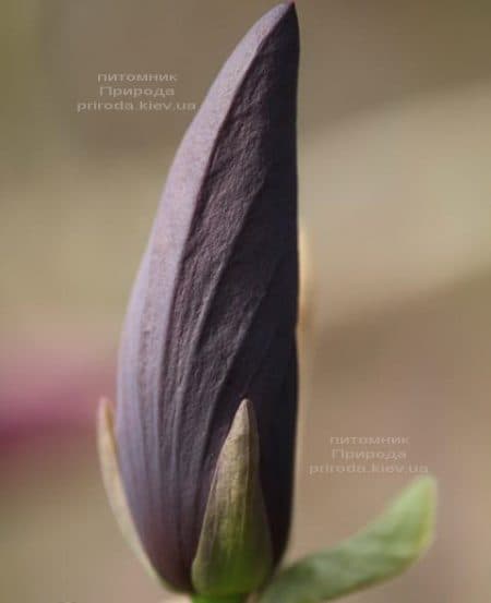 Магнолия бруклинская Блэк Бьюти (Magnolia brooklynensis Black Beauty) ФОТО (4)
