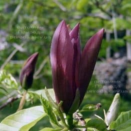 Магнолия бруклинская Блэк Бьюти (Magnolia brooklynensis Black Beauty) ФОТО (5)