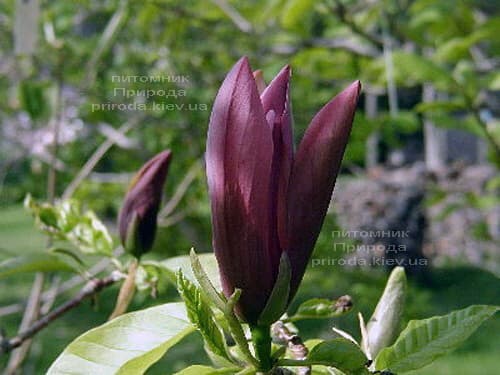 Магнолія бруклінська Блек Бьюті (Magnolia brooklynensis Black Beauty) ФОТО (5)