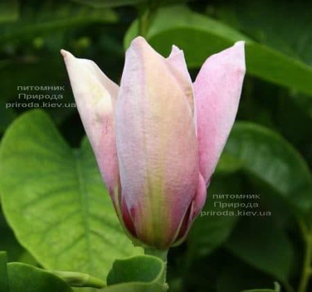 Магнолия бруклинская Ева Мария (Magnolia brooklynensis Eva Maria) ФОТО (1)