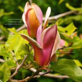 Магнолия бруклинская Ева Мария (Magnolia brooklynensis Eva Maria) ФОТО (2)