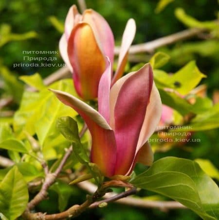 Магнолія бруклінська Єва Марія (Magnolia brooklynensis Eva Maria) ФОТО (2)