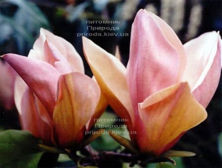 Магнолия бруклинская Ева Мария (Magnolia brooklynensis Eva Maria) ФОТО (3)