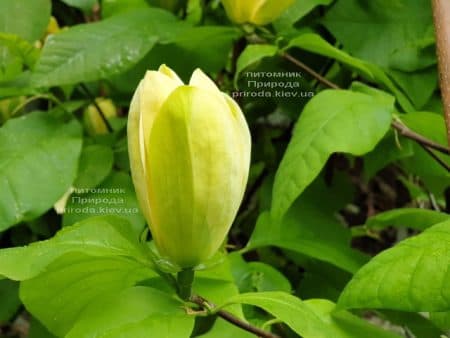 Магнолія бруклінська Еллоу Берд (Magnolia brooklynensis Yellow Bird) ФОТО Розплідник рослин Природа (23)