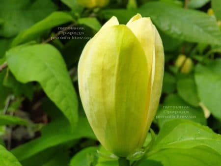 Магнолия бруклинская Еллоу Берд (Magnolia brooklynensis Yellow Bird) ФОТО Питомник растений Природа (24)