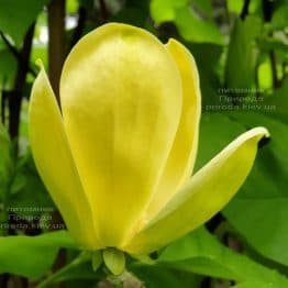 Магнолия бруклинская Еллоу Берд (Magnolia brooklynensis Yellow Bird) ФОТО Питомник растений Природа (25)