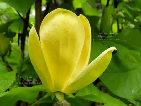 Магнолия бруклинская Еллоу Берд (Magnolia brooklynensis Yellow Bird) ФОТО Питомник растений Природа (25)