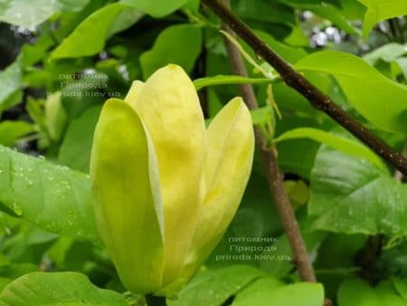 Магнолия бруклинская Еллоу Берд (Magnolia brooklynensis Yellow Bird) ФОТО Питомник растений Природа (26)